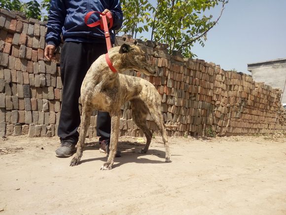 南宫犬业最新配种价格一览