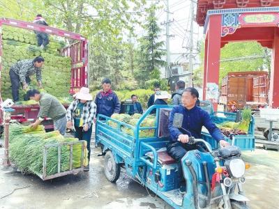 中牟蒜苔市场走势及种植户策略分析，最新报价解读