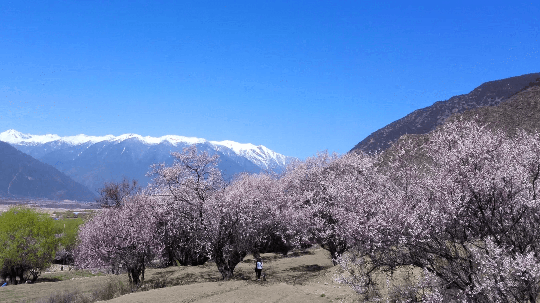 嘎堆嘎美村新项目启动，乡村振兴新篇章开启